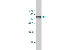 Western Blot detection against Immunogen (78.