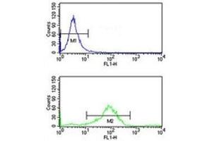 RAB7 antibody flow cytometry analysis of K562 cells (bottom histogram) compared to a negative control (top histogram). (RAB7A anticorps  (AA 176-204))