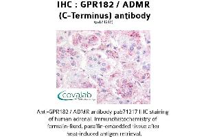 Image no. 1 for anti-G Protein-Coupled Receptor 182 (GPR182) (C-Term) antibody (ABIN1735012) (G Protein-Coupled Receptor 182 anticorps  (C-Term))