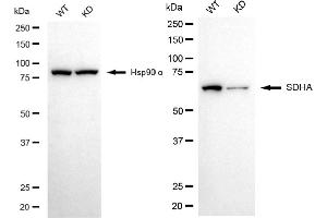 Western blotting analysis using SDHA antibody (ABIN7800452). (Recombinant SDHA anticorps)