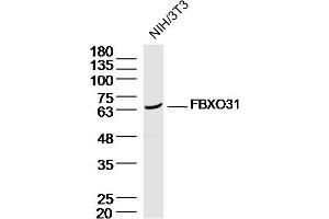 NIH/3T3 Cell lysates probed with FBXO31 Polyclonal Antibody, unconjugated (bs-6006R) at 1:300 overnight at 4°C followed by a conjugated secondary antibody for 60 minutes at 37°C. (FBXO31 anticorps  (AA 151-250))
