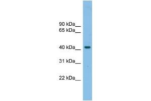 WB Suggested Anti-GPR87 Antibody Titration: 0. (GPR87 anticorps  (N-Term))