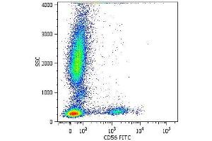 Surface staining of human peripheral blood cells with anti-CD56 (MEM-188) FITC. (CD56 anticorps  (Biotin))