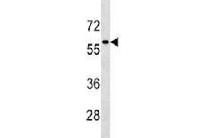 TFEB antibody western blot analysis in HepG2 lysate.