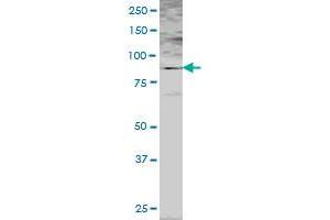 PMS2 MaxPab polyclonal antibody.