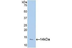 Detection of Recombinant PF4, Human using Polyclonal Antibody to Platelet Factor 4 (PF4) (PF4 anticorps  (AA 31-101))