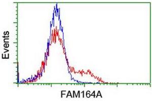 Image no. 5 for anti-Family with Sequence Similarity 164, Member A (FAM164A) antibody (ABIN1498198) (FAM164A anticorps)