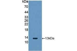 Detection of Recombinant FGF2, Rabbit using Polyclonal Antibody to Fibroblast Growth Factor 2, Basic (FGF2) (FGF2 anticorps  (AA 26-153))