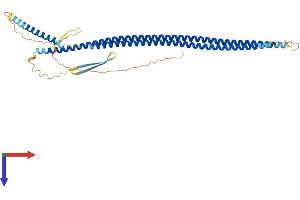 AlphaFold protein structure predicition of Mouse Recombinant Krt20 Protein, UniprotID Q9D312