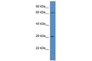 Western Blot showing HCCS antibody used at a concentration of 1 ug/ml against U937 Cell Lysate (HCCS anticorps  (N-Term))