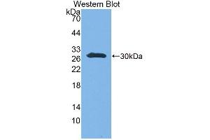 Western Blot; Sample: Recombinant protein. (UBE2S anticorps  (AA 1-209))