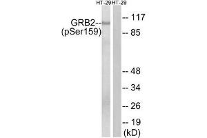 Western blot analysis of extracts from HT-29 cells treated with serum using GRB2 (Phospho-Ser159) Antibody. (GAB2 anticorps  (pSer159))