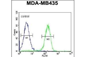 PYHIN1 Antibody (N-term) (ABIN651569 and ABIN2840306) flow cytometric analysis of MDA-M cells (right histogram) compared to a negative control cell (left histogram).