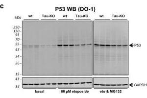 Role of P53 and MDM2 modifications for P53 function and stability. (p53 anticorps  (AA 1-393))
