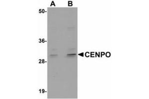 Image no. 1 for anti-Centromere Protein O (CENPO) (Internal Region) antibody (ABIN478176) (CENPO anticorps  (Internal Region))