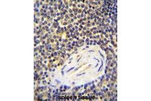 ACAP1 Antibody (N-term) immunohistochemistry analysis in formalin fixed and paraffin embedded human spleen tissue followed by peroxidase conjugation of the secondary antibody and DAB staining.
