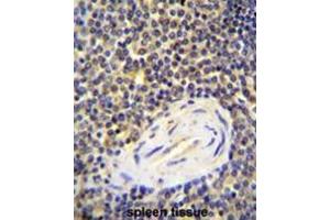 ACAP1 Antibody (N-term) immunohistochemistry analysis in formalin fixed and paraffin embedded human spleen tissue followed by peroxidase conjugation of the secondary antibody and DAB staining. (ACAP1 anticorps  (N-Term))