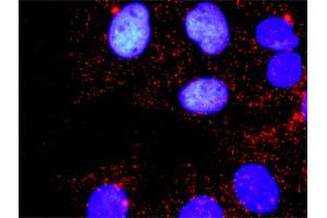Proximity Ligation Analysis of protein-protein interactions between MAPK3 and MAPK1.