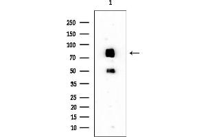anti-Sodium Channel and Clathrin Linker 1 (Sclt1) antibody