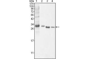 Western Blotting (WB) image for anti-B-Cell CLL/lymphoma 10 (BCL10) antibody (ABIN1105500) (BCL10 anticorps)