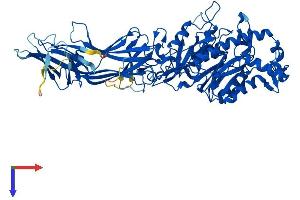 AlphaFold protein structure predicition of Human Recombinant PADI4 Protein, UniprotID Q9UM07