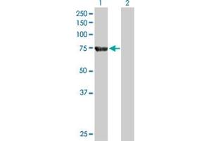 Western Blot analysis of ACOX2 expression in transfected 293T cell line by ACOX2 MaxPab polyclonal antibody.