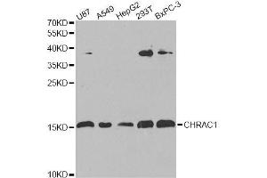 Western blot analysis of extracts of various cell lines, using CHRAC1 antibody. (CHRAC1 anticorps  (AA 1-131))