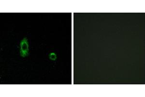 Peptide - +Western blot analysis of extracts from A549 cells, using CXG2 antibody. (GJC2 anticorps  (Internal Region))