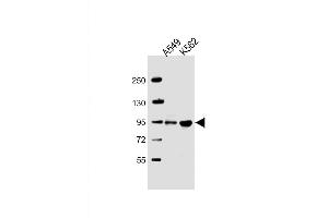 Western Blot at 1:2000 dilution Lane 1: A549 whole cell lysate Lane 2: K562 whole cell lysate Lysates/proteins at 20 ug per lane. (ARHGAP27 anticorps  (AA 198-226))