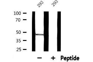 Western blot analysis of extracts from 293, using RPL3 Antibody. (RPL3 anticorps  (C-Term))