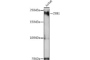 Western blot analysis of extracts of Jurkat cells, using ZEB1 Rabbit pAb (ABIN1513705, ABIN3022026, ABIN3022027 and ABIN6218575) at 1:1000 dilution.