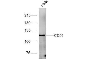 Human HeLa lysates probed with Rabbit Anti-CD56 Polyclonal Antibody, Unconjugated  at 1:5000 for 90 min at 37˚C. (CD56 anticorps  (AA 701-800))