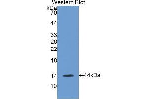 Western Blotting (WB) image for anti-Gonadotropin-Releasing Hormone 1 (Luteinizing-Releasing Hormone) (GNRH1) (AA 22-90) antibody (ABIN3207697) (GNRH1 anticorps  (AA 22-90))