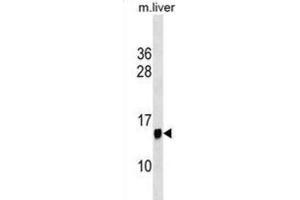 Western Blotting (WB) image for anti-Protein Phosphatase 1, Regulatory (Inhibitor) Subunit 1C (PPP1R1C) antibody (ABIN3000434) (PPP1R1C anticorps)