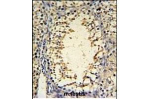 I Antibody (C-term) (ABIN653856 and ABIN2843116) IHC analysis in formalin fixed and paraffin embedded mouse testis tissue followed by peroxidase conjugation of the secondary antibody and DAB staining. (IMP3 anticorps  (C-Term))