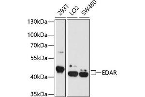 Western blot analysis of extracts of various cell lines, using EDAR antibody  at 1:1000 dilution. (EDAR anticorps  (AA 27-187))