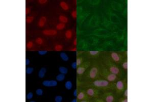 Apc11 Mouse Monoclonal Antibody staining Hela cells by IF/ICC. (ANAPC11 anticorps)