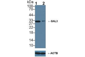 Knockout Varification: ;Lane 1: Wild-type Hela cell lysate; ;Lane 2: GAL3 knockout Hela cell lysate; ;Predicted MW: 27kDa ;Observed MW: 32kDa;Primary Ab: 1µg/ml Rabbit Anti-Mouse GAL3 Antibody;Second Ab: 0. (Galectin 3 anticorps  (AA 2-264))