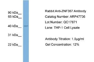 WB Suggested Anti-ZNF367  Antibody Titration: 0. (ZNF367 anticorps  (C-Term))