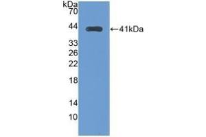 Detection of Recombinant TFR2, Human using Monoclonal Antibody to Transferrin Receptor 2 (TFR2) (Transferrin Receptor 2 anticorps  (AA 4-87))