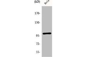 Western Blot analysis of HeLa cells using Phospho-NFκB-p105 (S893) Polyclonal Antibody