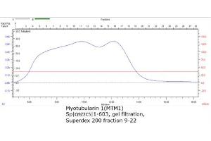 Size-exclusion chromatography-High Pressure Liquid Chromatography (SEC-HPLC) image for Myotubularin 1 (MTM1) (AA 1-603) protein (Strep Tag) (ABIN3137632)