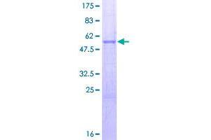 SDS-PAGE (SDS) image for Secretogranin V (7B2 Protein) (SCG5) (AA 1-212) protein (GST tag) (ABIN1784636)