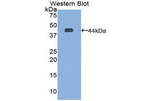Western Blotting (WB) image for anti-CD63 (CD63) (AA 103-203) antibody (ABIN1860876)