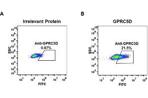 Expi 293 cell line transfected with irrelevant protein (A) and human GD (B) were surface stained with Rabbit anti-GD monoclonal antibody 15 μg/mL (clone: DM61) followed by Alexa 488-conjugated anti-rabbit IgG secondary antibody.