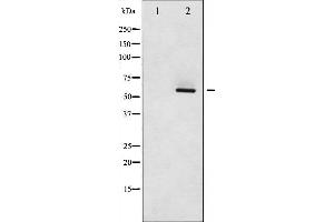 Western blot analysis of Src phosphorylation expression in COLO205 whole cell lysates,The lane on the left is treated with the antigen-specific peptide. (Src anticorps  (pSer75))