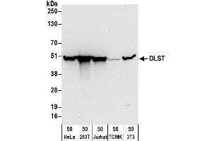 Western Blotting (WB) image for anti-Dihydrolipoamide S-Succinyltransferase (E2 Component of 2-Oxo-Glutarate Complex) (DLST) (AA 50-100) antibody (ABIN7455019) (DLST anticorps  (AA 50-100))