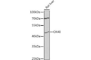 Western blot analysis of extracts of rat liver, using CD134/OX40 antibody (ABIN1683064, ABIN3017935, ABIN3017936 and ABIN6220310) at 1:3000 dilution.