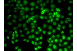 Immunofluorescence analysis of HeLa cells using PRMT2 antibody (ABIN5973447). (PRMT2 anticorps)
