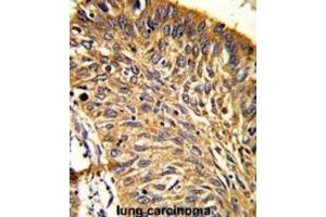 Immunohistochemistry (IHC) image for anti-Peroxiredoxin 3 (PRDX3) antibody (ABIN3001722) (Peroxiredoxin 3 anticorps)